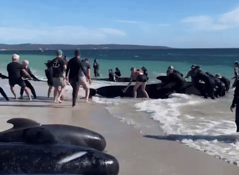 160 con cá voi khổng lồ nằm la liệt trên bờ biển, trong đó hàng chục đã con thiệt mạng: Chuyện gì đang xảy ra? - ảnh 1