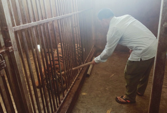 Khởi tố, bắt giam ông chủ nuôi 14 con hổ Đông Dương trái phép trong tầng hầm của gia đình