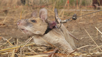 ''Anh hùng chuột'' dò mìn của Campuchia qua đời