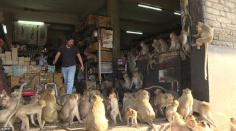 Khách du lịch trở lại, người Thái Lan điêu đứng vì khỉ ''nghiện đẻ'', xâm chiếm đường phố