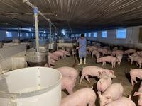 Giá lợn hơi tăng 5.000-6.000 đồng/kg, ông chủ trang trại thu đều đều 8-10 tỷ đồng mỗi tháng