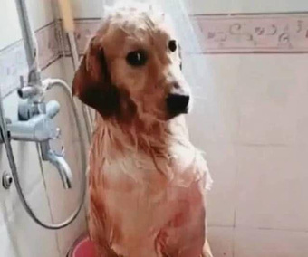 Đang tắm cho chó Golden thì ra nghe điện thoại cảnh tượng sau đó khiến chủ dở khóc dở cười