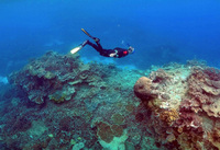 Trung Quốc phủ nhận gây ảnh hưởng đưa rạn san hô Great Barrier vào danh sách nguy cấp