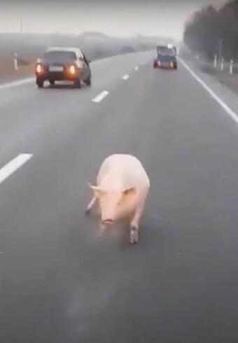 Pha đào tẩu kịch tính như phim hành động của chú lợn trên đường đến lò mổ