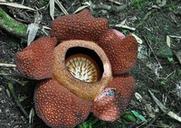 Khám phá thiên nhiên kỳ thú: Rafflesia – loài hoa xác chết khổng lồ