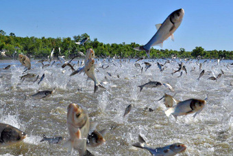 Nhóm người ngồi xuồng qua sông thì bị đàn cá nhảy lên bao vây: Nguyên nhân không ngờ!
