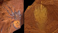 Hóa thạch hiếm và mỏng manh được tìm thấy tại một địa điểm bí mật ở Úc