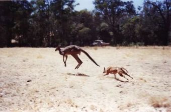 Dingo - Loài động vật kiên cường nhất trong thiên nhiên hoang dã của Châu Úc!