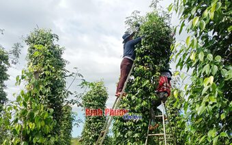 Giá tiêu tăng lên 80.000-87.000 đồng/kg, vì sao có nông dân trồng tiêu Bình Phước trải bạt để trái chín tự rụng?