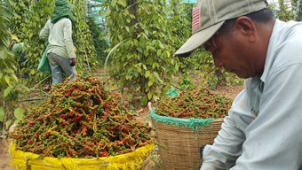 Một nông sản Campuchia "đi sau về trước", đắt gấp 2-3 lần Việt Nam: Công lớn của 1 người