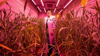 Trung Quốc thử nghiệm cấp phép thực vật chỉnh sửa gene