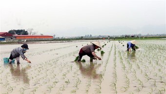 Xuất cấp gần 190 tấn hạt giống lúa, ngô hỗ trợ Hà Nam và Quảng Trị