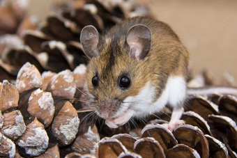 Biến thể Omicron có thể có nguồn gốc từ chuột