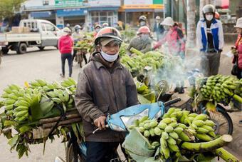 Chùm ảnh: Thủ phủ chuối lớn nhất Quảng Trị nhộn nhịp những ngày giáp Tết