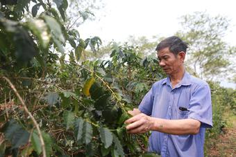 Bất ngờ: Một xã miền núi của tỉnh Sơn La thu 400 tỷ đồng chỉ nhờ bán một loại hạt