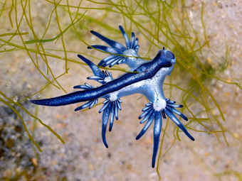 Bơi qua ''biển rác'', người đàn ông bất ngờ phát hiện rồng biển xanh tuyệt đẹp