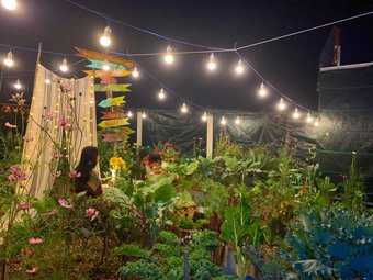 Mẹ Sài Gòn "đóng giường" trồng rau, được khu vườn cầu vồng 180m2 thứ gì cũng có