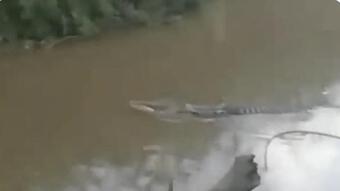 Indonesia: Đi câu bị cá sấu lôi xuống sông và điều hãi hùng sau đó