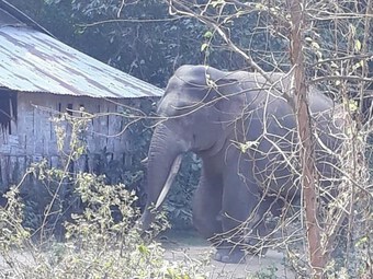 Đồng Nai: Ngăn chặn xung đột giữa voi rừng và người