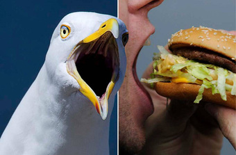 Người đàn ông cắn chim hải âu vì bị cướp bánh McDonald