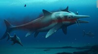 Phát hiện hóa thạch các loài cá heo tiền sử tại Thụy Sĩ