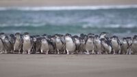 5.200 chim cánh cụt nhỏ nhất thế giới lạch bạch trên bãi biển trong cuộc diễu hành kỷ lục