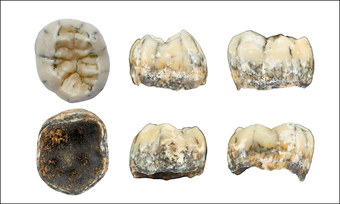 Phát hiện chiếc răng em bé 130.000 tuổi trên núi, các nhà khảo cổ ngỡ ngàng về quá khứ loài người cổ xưa ở Đông Nam Á