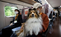 Trải nghiệm du lịch tàu cao tốc của thú cưng tại Nhật Bản