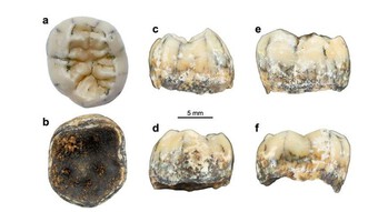 Phân tích chiếc răng cổ của bé gái bí ẩn, bằng chứng mới về loài người Denisovan thời tiền sử?