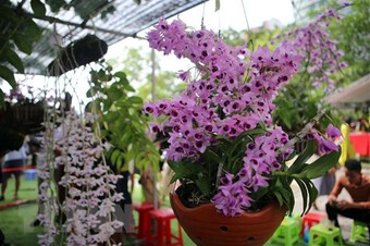 Lễ hội hoa lan Đà Nẵng trưng bày nhiều loài hoa lan đột biến, độc lạ