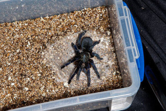 Cảnh báo nạn mua bán nhện, trong đó có nhện xanh Việt Nam