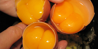 Đặc sản “Trứng gà chồi lên từ đất” hiếm có, giá nửa triệu đồng/kg