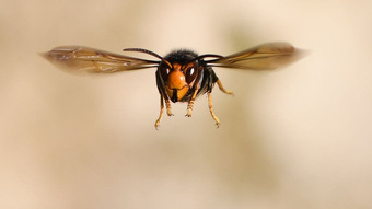 ''Ong bắp cày sát thủ'' xuất hiện bất thường tại Mỹ