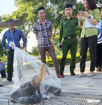 Rắn hổ mang chúa dài hơn 3m bò vào trường học ở Hà Tĩnh