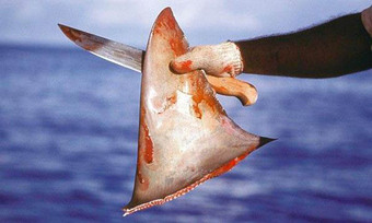 Vây cá mập được ví như thuốc bổ thượng hạng, là món ngon xa xỉ nhưng liệu nó có thực sự tốt?