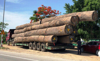 Xe đầu kéo "khủng" chở hơn 83m3 gỗ lim vượt qua hàng loạt địa phương