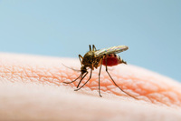 Tìm ra cách ngăn muỗi ''đánh hơi'' người bị sốt xuất huyết để lây bệnh