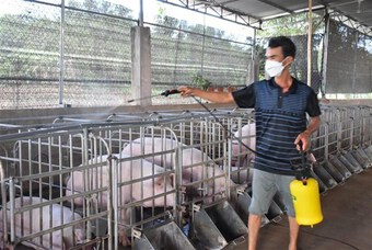 Giá lợn hơi tăng cao, người chăn nuôi vẫn dè dặt tái đàn