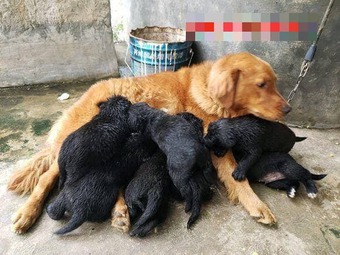Chó mẹ lông vàng lại đẻ được toàn con màu đen, cả chủ lần chó đều ngỡ ngàng