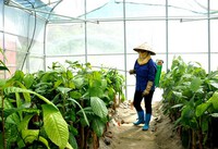 Thanh Hóa: Bảo tồn, phát triển hai loài dược liệu quý trà hoa vàng
