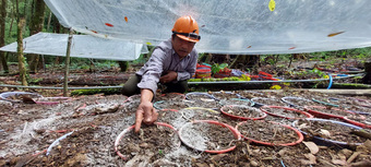 Kon Tum hỗ trợ thiệt hại cho người trồng sâm Ngọc Linh bị chết