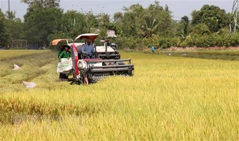 Kiên Giang dự kiến sản lượng lúa vượt kế hoạch 4,4 triệu tấn