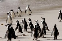 Chim cánh cụt châu Phi có nguy cơ tuyệt chủng do ô nhiễm tiếng ồn