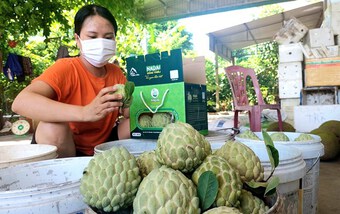 Quảng Ninh: Tiêu thụ thuận lợi, sản phẩm na Đông Triều được giá