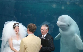 Khoảnh khắc động vật dìm hàng ảnh cưới