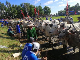 Hàng ngàn người ''đội nắng'' xem ngày hội đua bò Bảy Núi