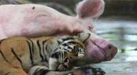 Tình mẫu tử diệu kỳ giữa lợn mẹ và hổ con