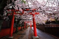 Kyoto rất mong đón du khách trở lại nhưng ''''thủ thỉ'''' những yêu cầu đặc biệt
