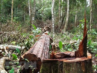 Tổng cục Lâm nghiệp: Chấn chỉnh công tác bảo vệ rừng tại Đắk Nông