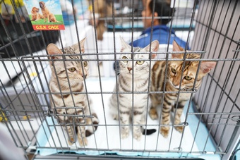 Hơn 100 “hoàng thượng” hội ngộ tại cuộc thi mèo đẹp, có thí sinh giá 300 triệu đồng